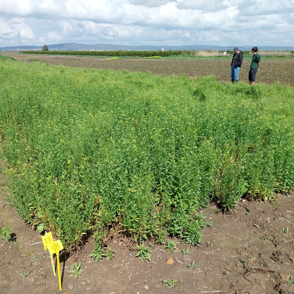 Camelina in Seville: CARINA Project Showcased at Cereal Transfer Day