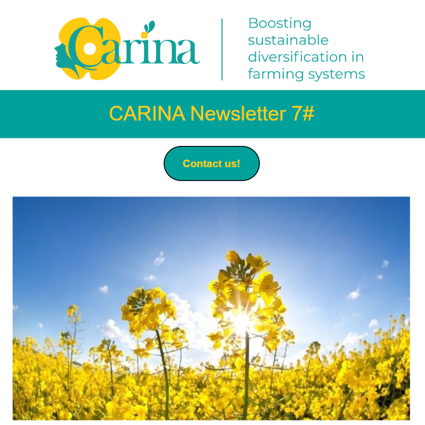 The 7th CARINA Newsletter Is Now Available