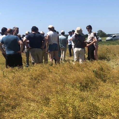 French CARINA Event Highlights Camelina Cultivation and Market Opportunities